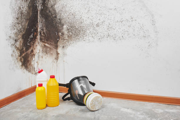 Reliable Alamo, TX Mold Remediation Solutions