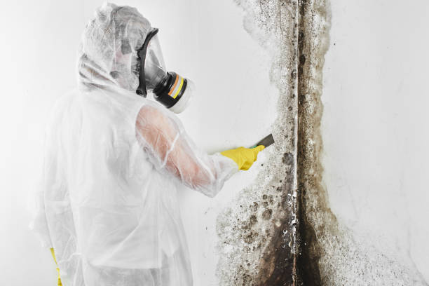 Best Kitchen Mold Remediation in Alamo, TX
