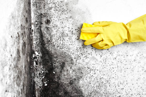 Best Post-Flood Mold Remediation in Alamo, TX