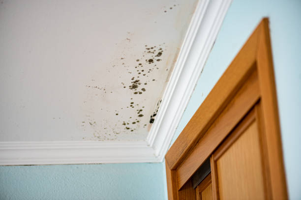 Best Insurance-Related Mold Remediation in Alamo, TX
