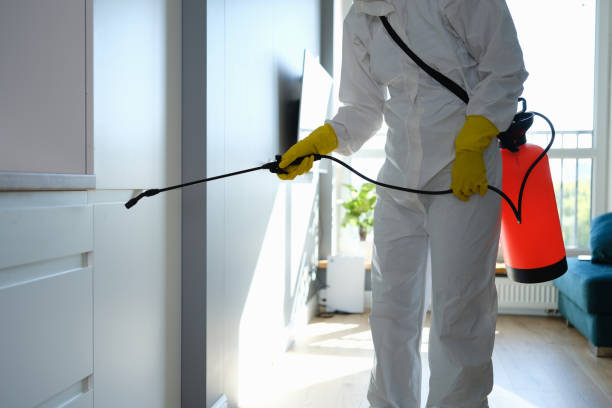 Trusted Alamo, TX Mold Remediation Experts