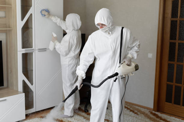 Best Basement Mold Remediation in Alamo, TX