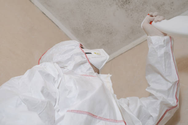 Best Localized Mold Remediation (e.g., coastal areas, humid climates) in Alamo, TX