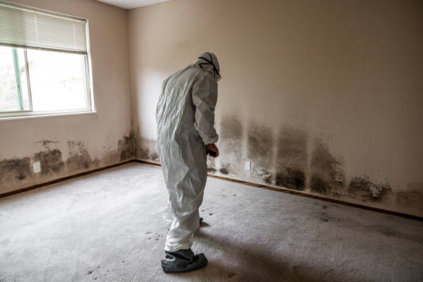 Alamo, TX Mold Remediation Company
